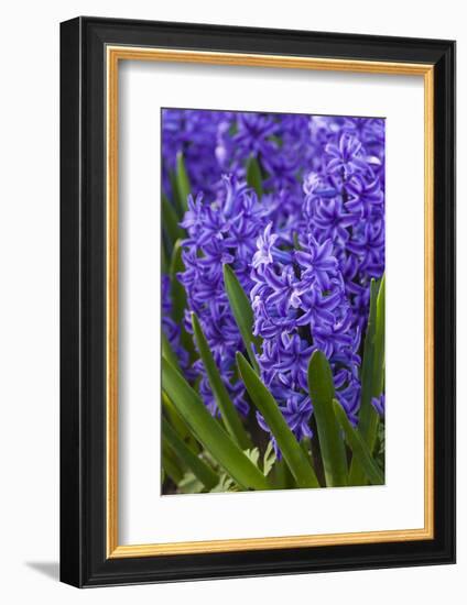 Hyacinth in bloom-Anna Miller-Framed Photographic Print