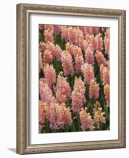 Hyacinth in bloom-Anna Miller-Framed Photographic Print