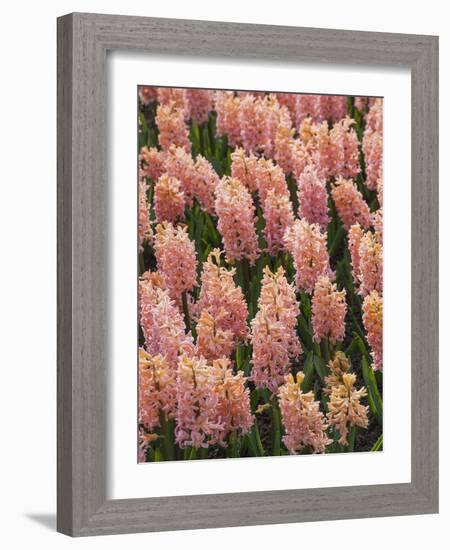 Hyacinth in bloom-Anna Miller-Framed Photographic Print