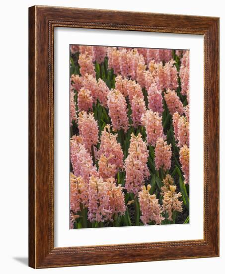 Hyacinth in bloom-Anna Miller-Framed Photographic Print