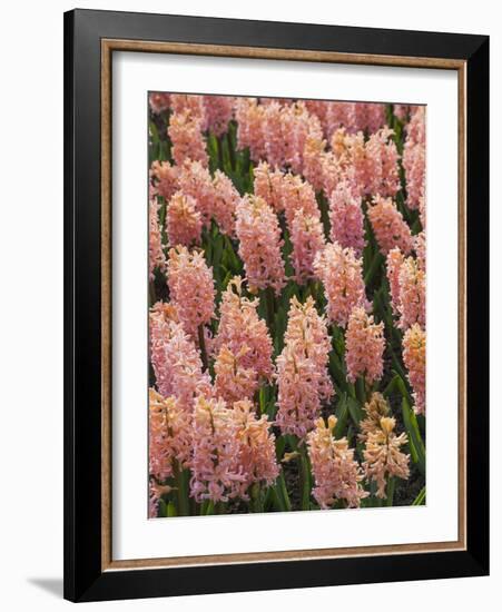 Hyacinth in bloom-Anna Miller-Framed Photographic Print