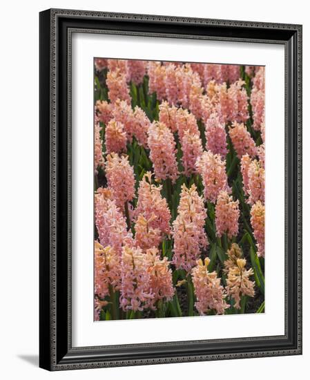 Hyacinth in bloom-Anna Miller-Framed Photographic Print