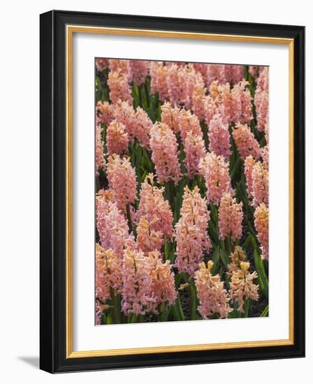 Hyacinth in bloom-Anna Miller-Framed Photographic Print