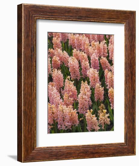 Hyacinth in bloom-Anna Miller-Framed Photographic Print