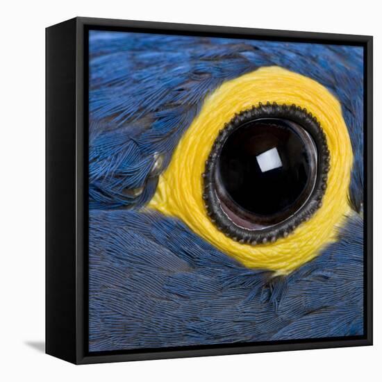 Hyacinth Macaw, 1 Year Old, Close Up On Eye-Life on White-Framed Premier Image Canvas