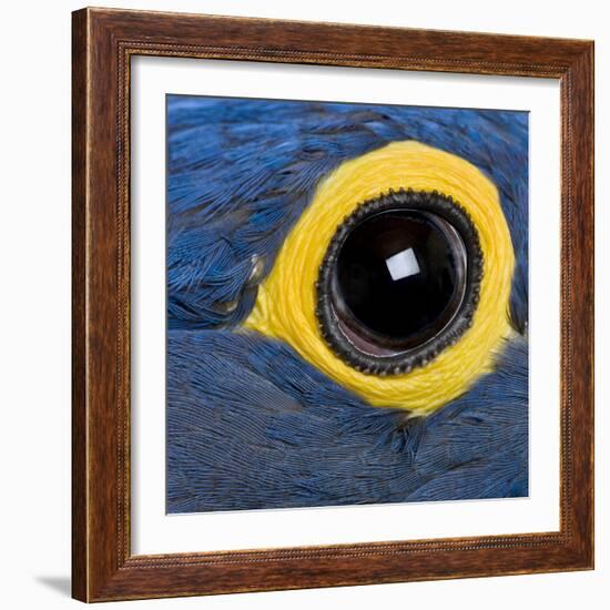 Hyacinth Macaw, 1 Year Old, Close Up On Eye-Life on White-Framed Photographic Print