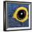 Hyacinth Macaw, 1 Year Old, Close Up On Eye-Life on White-Framed Photographic Print