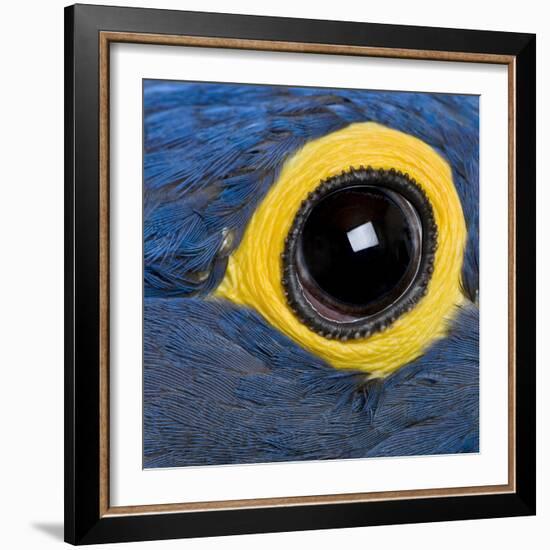 Hyacinth Macaw, 1 Year Old, Close Up On Eye-Life on White-Framed Photographic Print