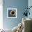 Hyacinth Macaw, 1 Year Old, Close Up On Eye-Life on White-Framed Photographic Print displayed on a wall