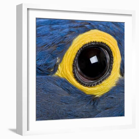 Hyacinth Macaw, 1 Year Old, Close Up On Eye-Life on White-Framed Photographic Print