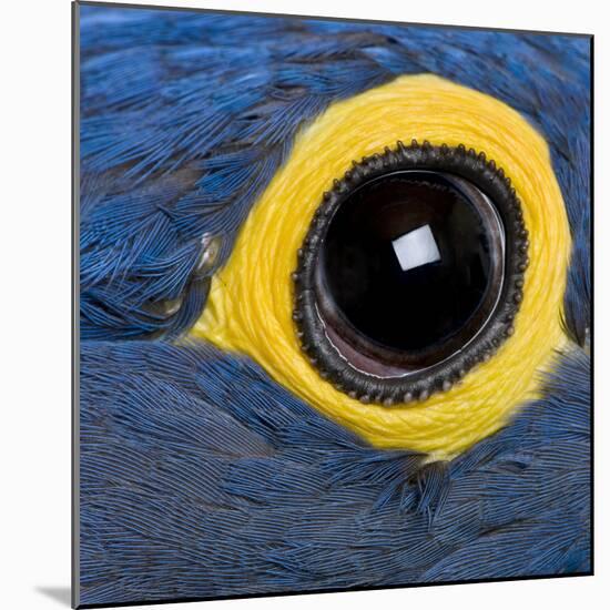 Hyacinth Macaw, 1 Year Old, Close Up On Eye-Life on White-Mounted Photographic Print