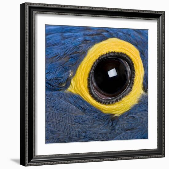 Hyacinth Macaw, 1 Year Old, Close Up On Eye-Life on White-Framed Photographic Print