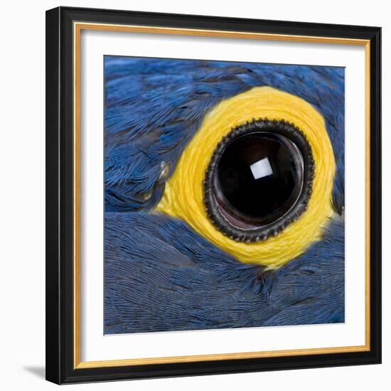 Hyacinth Macaw, 1 Year Old, Close Up On Eye-Life on White-Framed Photographic Print