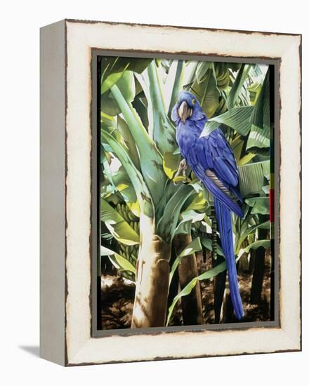 Hyacinth Macaw, 1992-Sandra Lawrence-Framed Premier Image Canvas