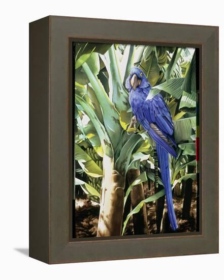 Hyacinth Macaw, 1992-Sandra Lawrence-Framed Premier Image Canvas