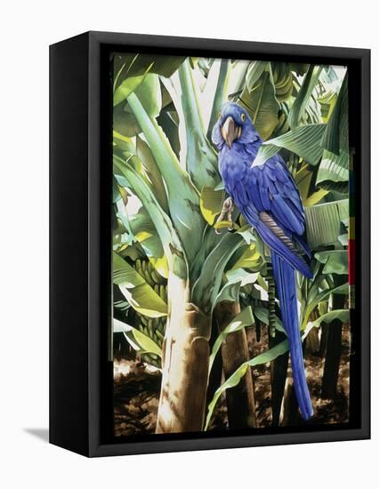 Hyacinth Macaw, 1992-Sandra Lawrence-Framed Premier Image Canvas