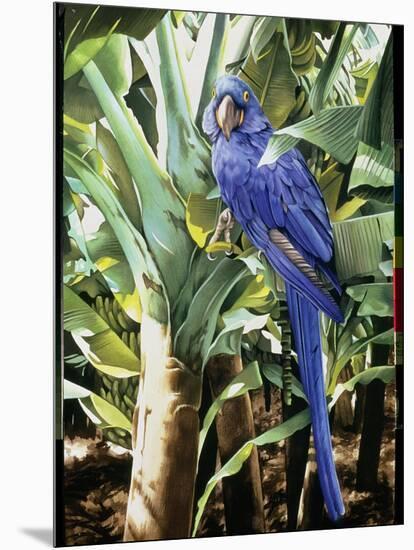 Hyacinth Macaw, 1992-Sandra Lawrence-Mounted Giclee Print
