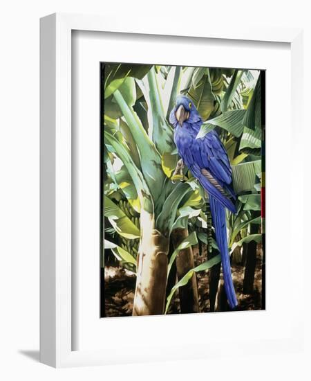 Hyacinth Macaw, 1992-Sandra Lawrence-Framed Giclee Print