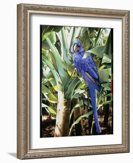 Hyacinth Macaw, 1992-Sandra Lawrence-Framed Giclee Print