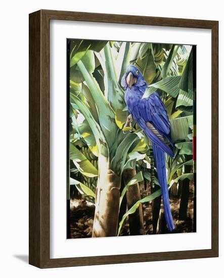 Hyacinth Macaw, 1992-Sandra Lawrence-Framed Giclee Print