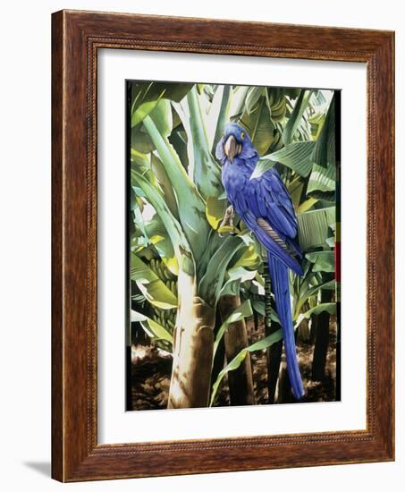 Hyacinth Macaw, 1992-Sandra Lawrence-Framed Giclee Print