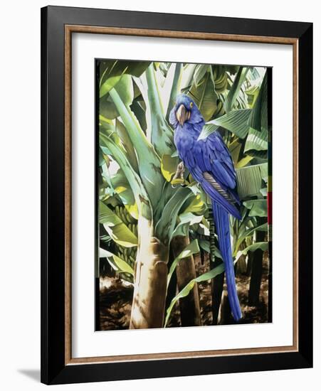 Hyacinth Macaw, 1992-Sandra Lawrence-Framed Giclee Print