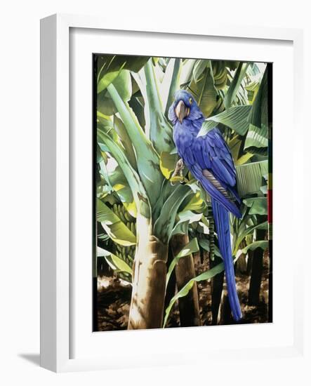 Hyacinth Macaw, 1992-Sandra Lawrence-Framed Giclee Print