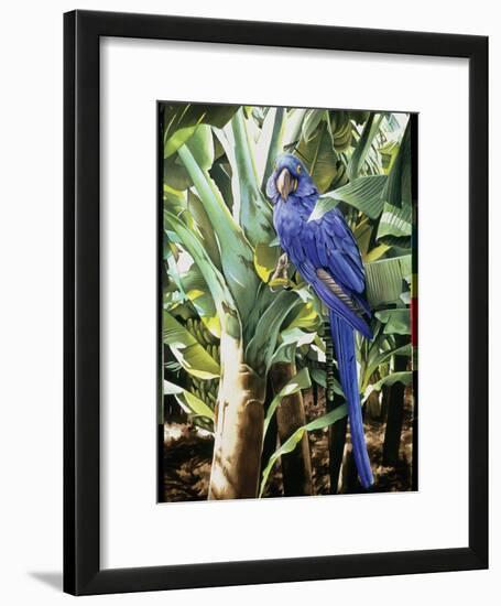 Hyacinth Macaw, 1992-Sandra Lawrence-Framed Giclee Print