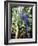 Hyacinth Macaw, 1992-Sandra Lawrence-Framed Giclee Print