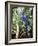 Hyacinth Macaw, 1992-Sandra Lawrence-Framed Giclee Print