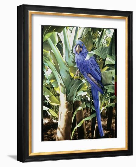 Hyacinth Macaw, 1992-Sandra Lawrence-Framed Giclee Print