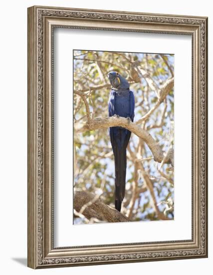 Hyacinth Macaw (Anodorhynchus Hyacinthinus) (Hyacinthine Macaw), Brazil, South America-Alex Robinson-Framed Photographic Print