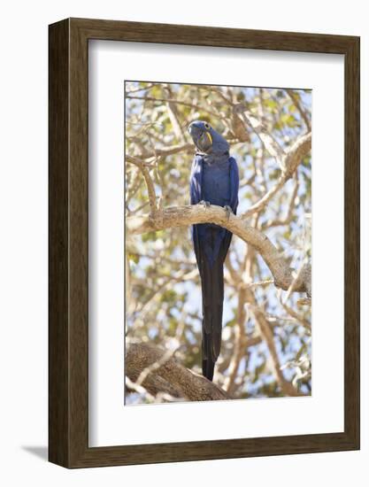 Hyacinth Macaw (Anodorhynchus Hyacinthinus) (Hyacinthine Macaw), Brazil, South America-Alex Robinson-Framed Photographic Print