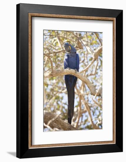 Hyacinth Macaw (Anodorhynchus Hyacinthinus) (Hyacinthine Macaw), Brazil, South America-Alex Robinson-Framed Photographic Print