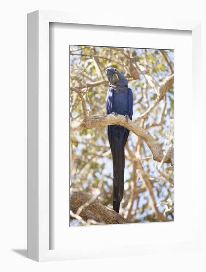 Hyacinth Macaw (Anodorhynchus Hyacinthinus) (Hyacinthine Macaw), Brazil, South America-Alex Robinson-Framed Photographic Print