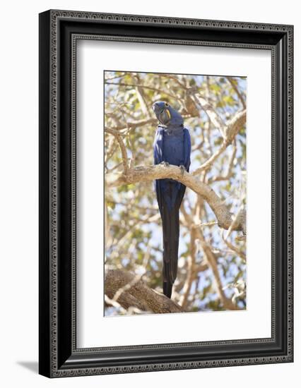 Hyacinth Macaw (Anodorhynchus Hyacinthinus) (Hyacinthine Macaw), Brazil, South America-Alex Robinson-Framed Photographic Print