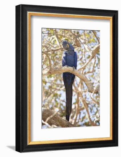 Hyacinth Macaw (Anodorhynchus Hyacinthinus) (Hyacinthine Macaw), Brazil, South America-Alex Robinson-Framed Photographic Print