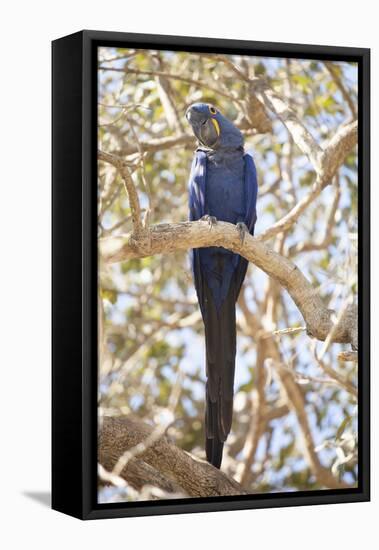 Hyacinth Macaw (Anodorhynchus Hyacinthinus) (Hyacinthine Macaw), Brazil, South America-Alex Robinson-Framed Premier Image Canvas