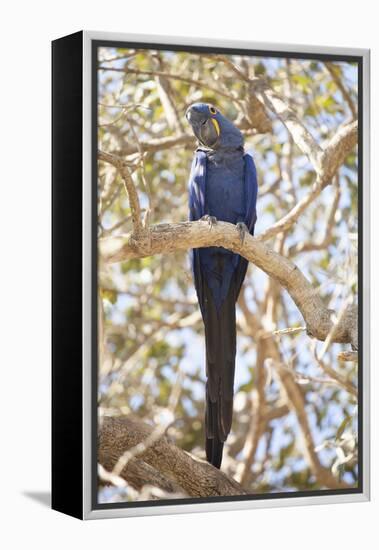 Hyacinth Macaw (Anodorhynchus Hyacinthinus) (Hyacinthine Macaw), Brazil, South America-Alex Robinson-Framed Premier Image Canvas