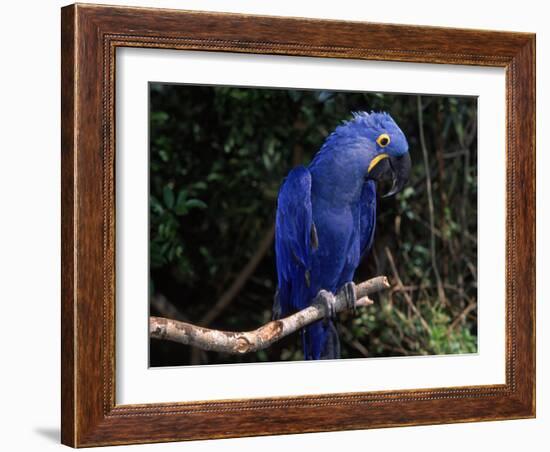 Hyacinth Macaw (Anodorhynchus Hyacinthinus)-Lynn M. Stone-Framed Photographic Print