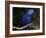 Hyacinth Macaw (Anodorhynchus Hyacinthinus)-Lynn M. Stone-Framed Photographic Print