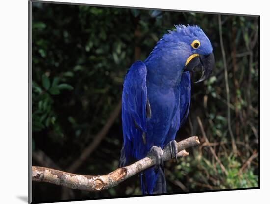 Hyacinth Macaw (Anodorhynchus Hyacinthinus)-Lynn M. Stone-Mounted Photographic Print