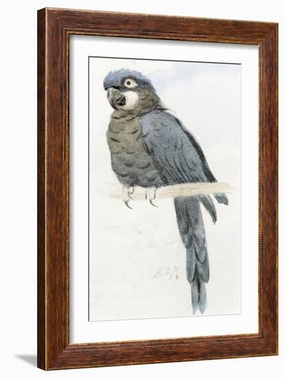 Hyacinth Macaw, C.1890-Henry Stacey Marks-Framed Giclee Print