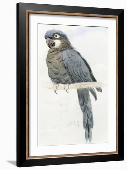 Hyacinth Macaw, C.1890-Henry Stacey Marks-Framed Giclee Print