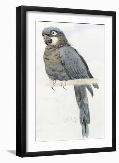 Hyacinth Macaw, C.1890-Henry Stacey Marks-Framed Giclee Print