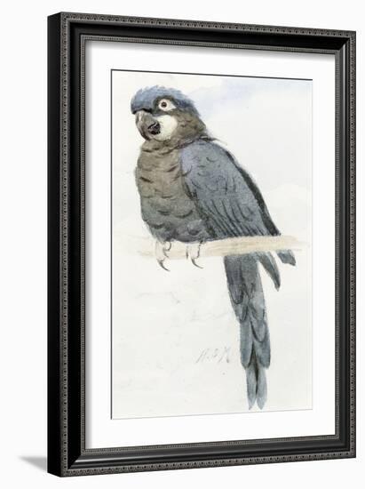 Hyacinth Macaw, C.1890-Henry Stacey Marks-Framed Giclee Print