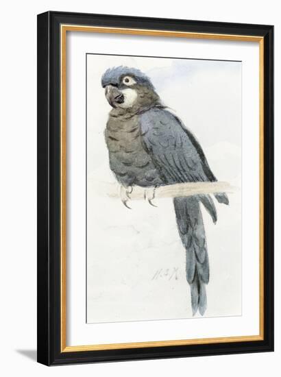 Hyacinth Macaw, C.1890-Henry Stacey Marks-Framed Giclee Print