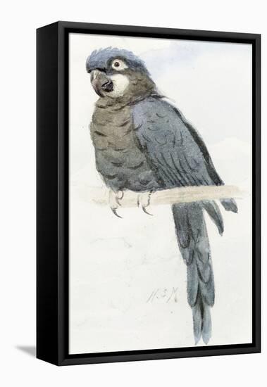 Hyacinth Macaw, C.1890-Henry Stacey Marks-Framed Premier Image Canvas