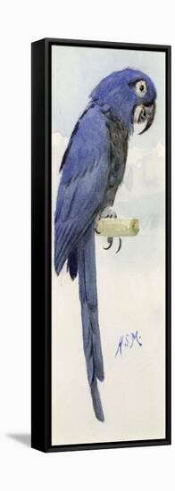 Hyacinth Macaw, C.1890-Henry Stacey Marks-Framed Premier Image Canvas
