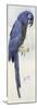 Hyacinth Macaw, C.1890-Henry Stacey Marks-Mounted Giclee Print